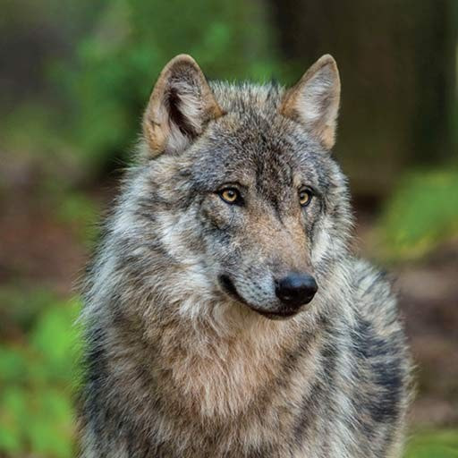 森林狼生存模拟器免费版手游下载
