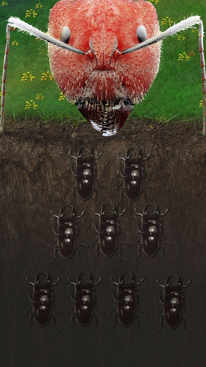 蚂蚁地下蚁国免费手机游戏app2