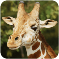 长颈鹿模拟The Giraffeapk游戏下载