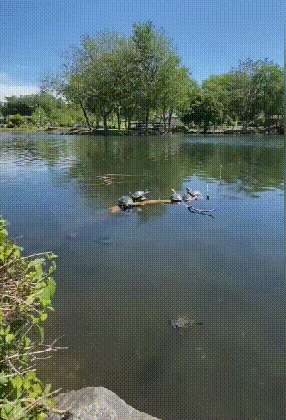 3DM轻松一刻第959期 把常光顾的小姐姐娶回家!