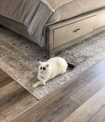 3DM轻松一刻第959期 把常光顾的小姐姐娶回家!