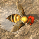 蜂巢模拟器3d(Bee Nest Simulation 3D)手机下载