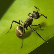 蚂蚁地下王国模拟器The Ants