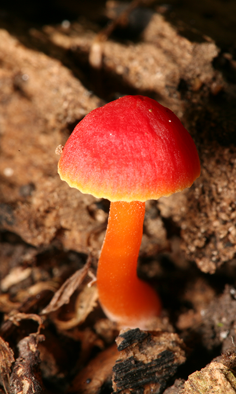 Bright Mushroom at rain LWP